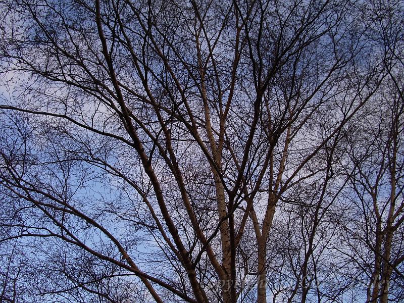 Winter tree, Royal Botanic Gardens Kew IMGP6432.JPG